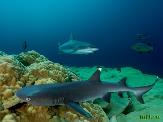 Подводный мир Мальдив - серая рифовая акула