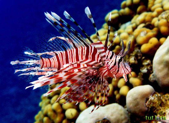 Подводный мир Мальдив - крылатка