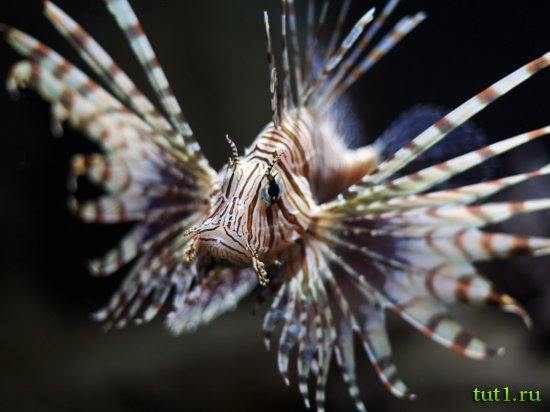 Подводный мир Мальдив - крылатка