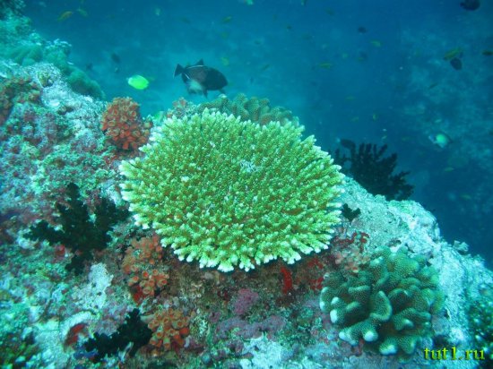 Подводный мир Мальдив