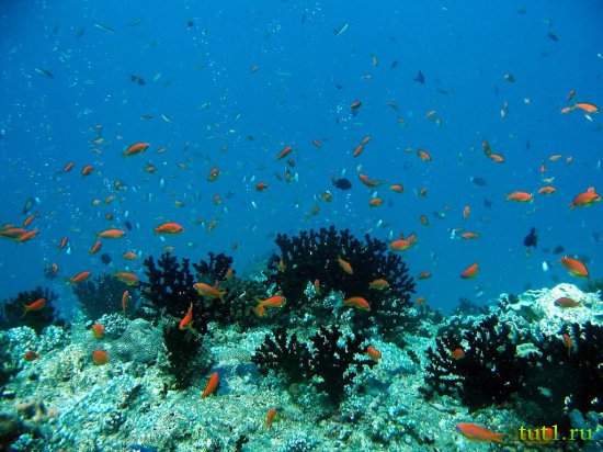 Подводный мир Мальдив