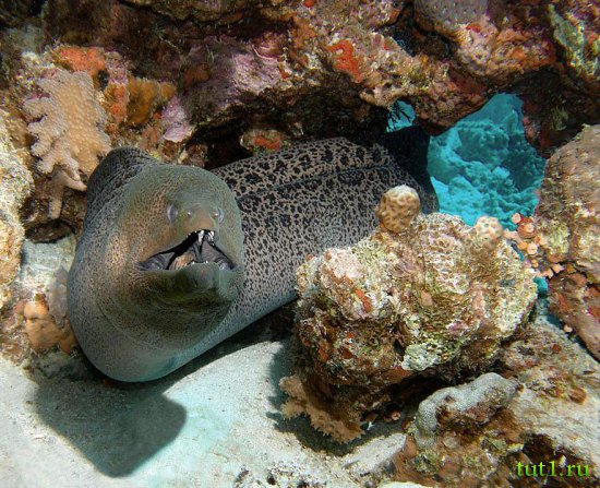 Подводный мир Мальдив