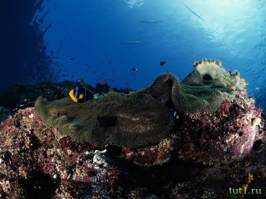 Подводный мир Мальдив