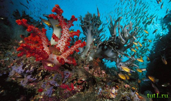 Подводный мир Мальдив
