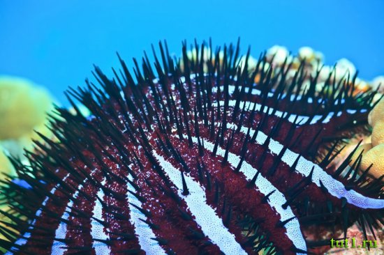 Кораловые рифы Мальдив - морская звезда терновый венец
