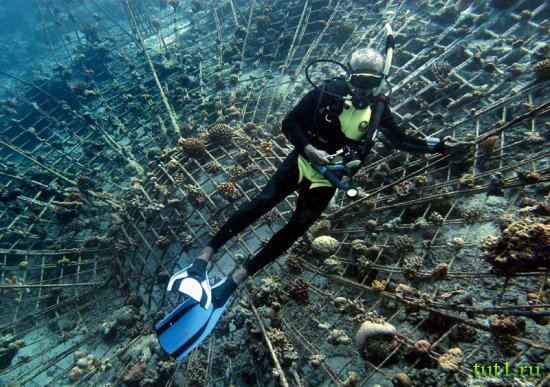 Кораловые рифы Мальдив