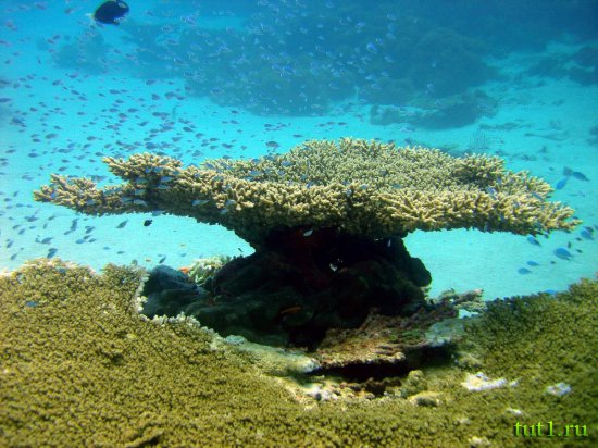 Кораловые рифы Мальдив