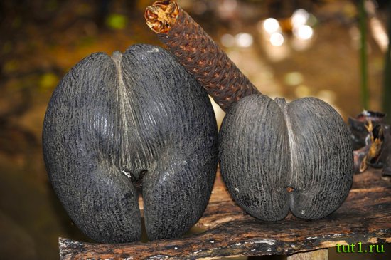 Сейшельские острова - орех коко-де-мер