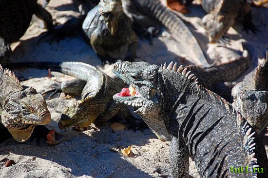 Куба - остров Игуан