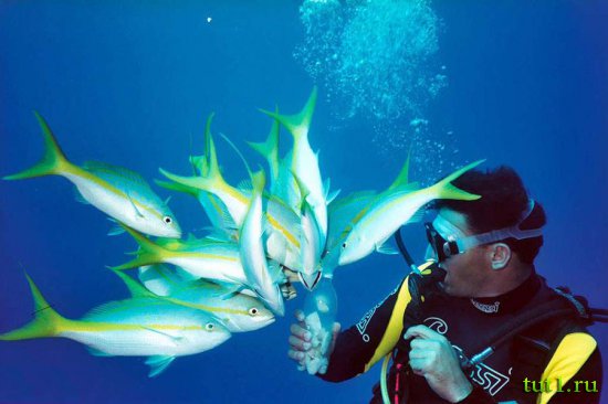 Куба -подводный мир