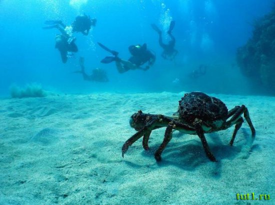 Куба - подводный мир
