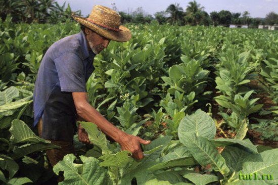 Кубинские сигары - процесс изготовления