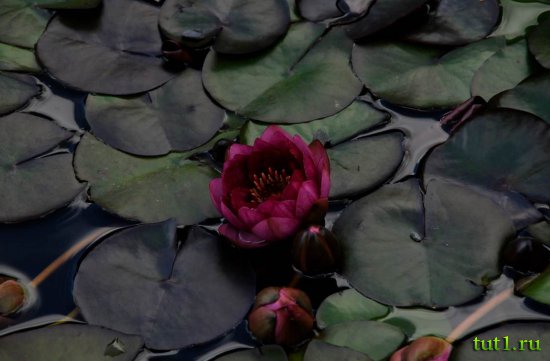 Остров Гуама - лилии