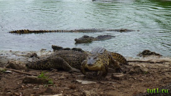 Остров Гуама - крокодилы