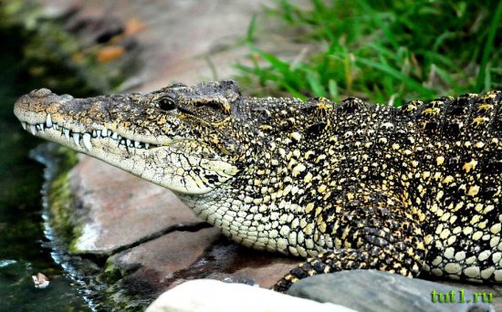 Остров Гуама - крокодилы