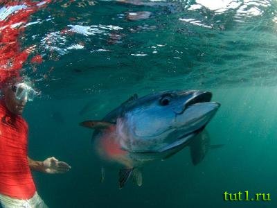 Коста-Дорада - купание с тунцом
