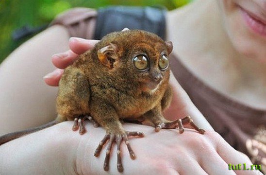 Остров Бохол - заповедник долгопятов