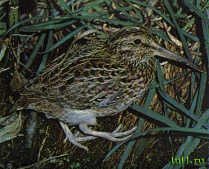 Оклендские острова - оклендский вальдшнеп