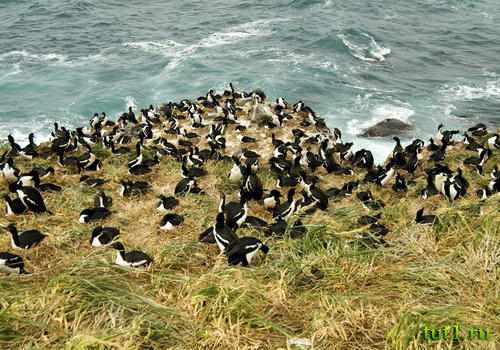 Остров Эндерби - пингвин великолепный