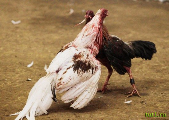 Петушиные бои - Филиппины