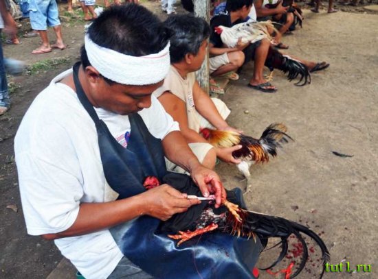 Филиппины - врачи на петушиных боях