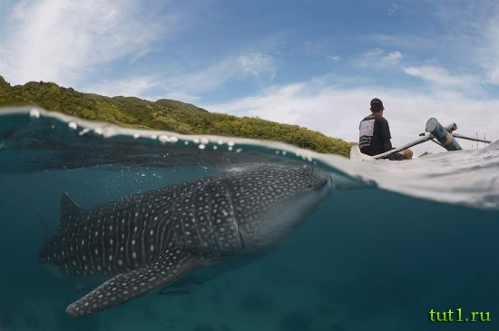 Филиппинские острова - китовые акулы