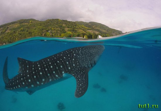 Морские обитатели Филиппинских островов