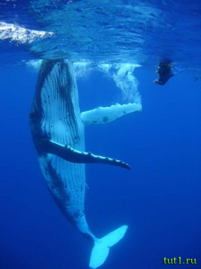 Филиппинские острова - экскурсии к китам