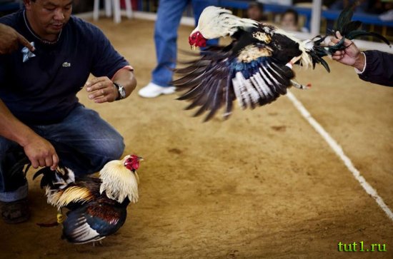 Филиппинские острова - петушиные бои