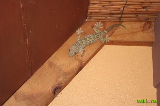 Гекконы на острове Бохол