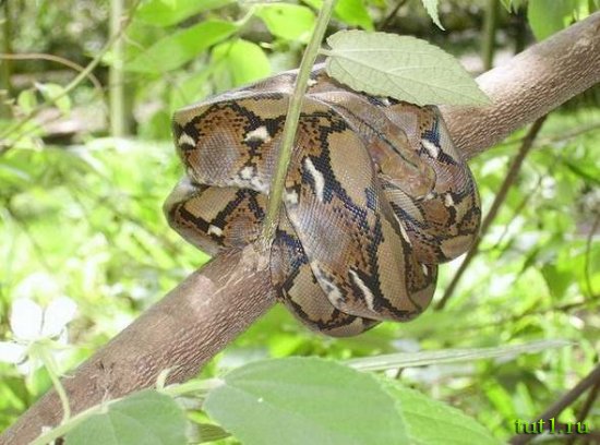 Филиппинские острова - питон