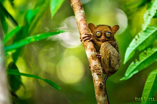 Заповедник долгопятов — остров Бохол, Филиппины