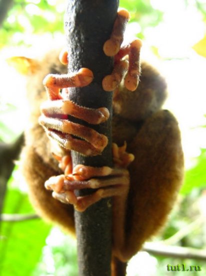 Остров Бохол - долгопяты