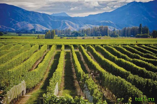 Новая Зеландия - виноградники