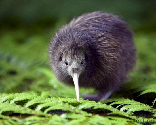 Киви - символ Новой Зеландии