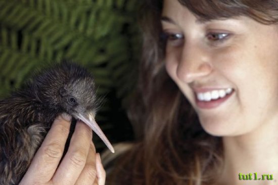 Kiwi Encounter - птенец киви