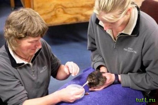 Kiwi Encounter - сохранение киви