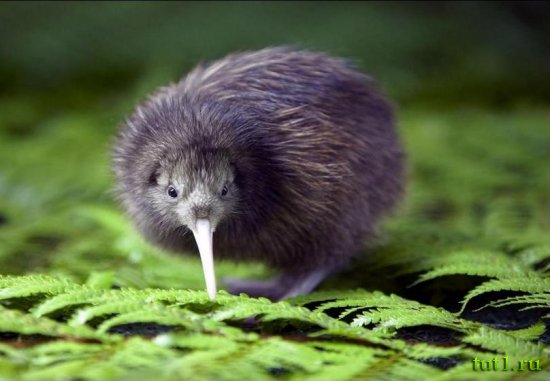 Птичка киви, проект Kiwi Encounter — Новая Зеландия