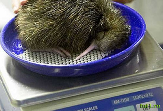 Kiwi Encounter - сохранение киви