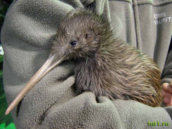 Kiwi Encounter - помощь киви