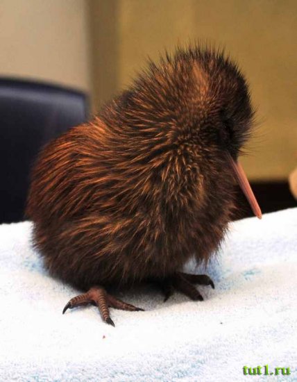 Птица киви - символ Новой Зеландии