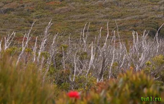 Новая Зеландия - Оклендские острова