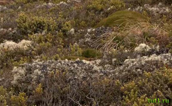 Остров Эндерби - растения-эндемики