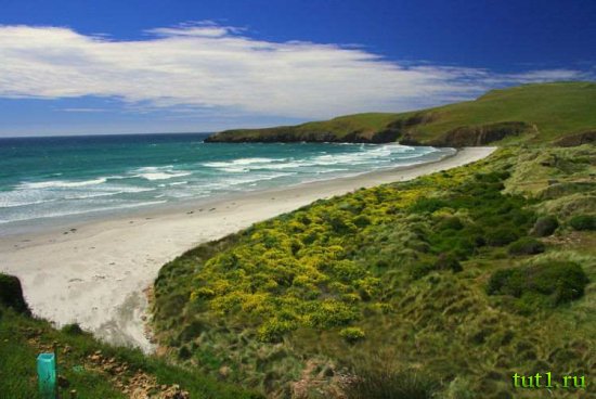 Остров Эндерби - флора