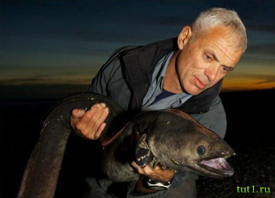 Новая Зеландия - угри