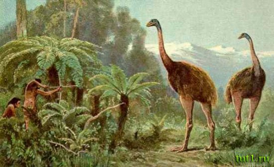 Новая Зеландия - вымершая птица моа