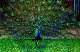 Индия, Керала - зоопарк Тривандрума