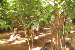 Сады специй в Шри-Ланке