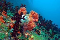 Шри-Ланка, Хиккадува - дайвинг