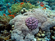 Шри-Ланка, Хиккадува - дайвинг